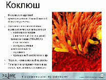 Коклюш, данные Коклюш, данные